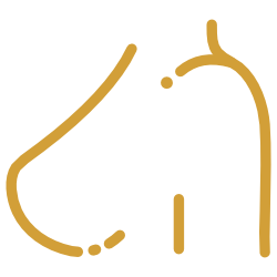 Breast procedures icon